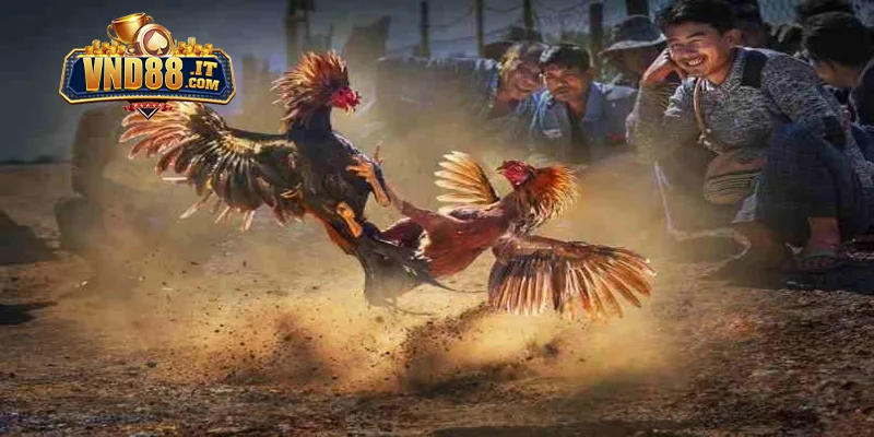 Cách Nạp Carbo Cho Gà Đá VND88 – Kinh Nghiệm Hay Từ Sư Kê 2 Cách nạp carbo cho gà đá VND88 bằng nguồn dinh dưỡng