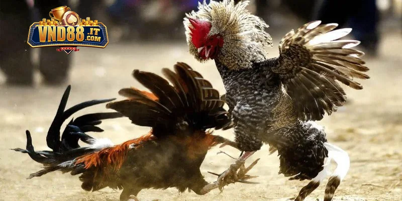 Một vài thông tin cần biết về đá gà Campuchia VND88