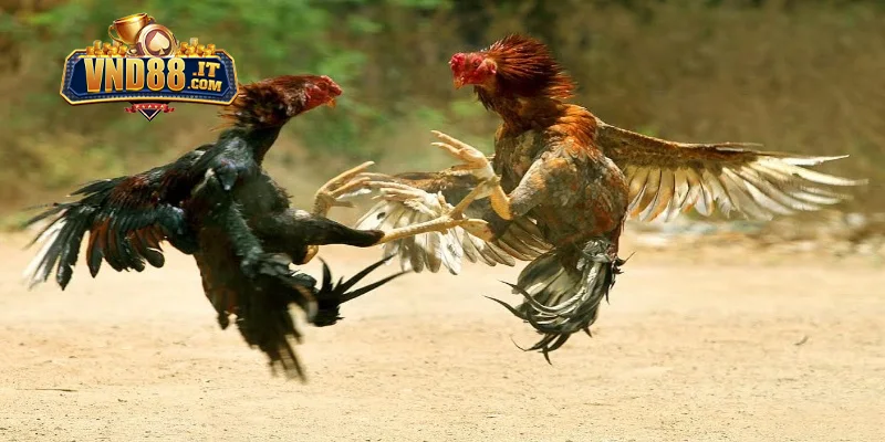 Hướng dẫn luật chọi gà Campuchia chuẩn cho tân binh