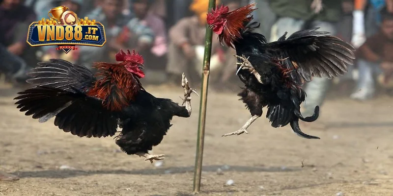 Kinh nghiệm đặt cược chọi gà Campuchia tại VND88 thắng lớn
